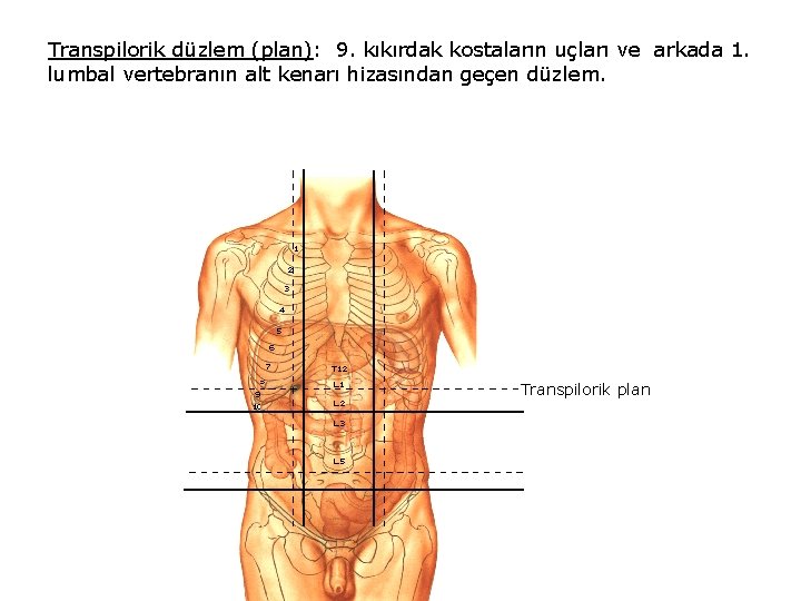 Transpilorik düzlem (plan): 9. kıkırdak kostaların uçları ve arkada 1. lumbal vertebranın alt kenarı