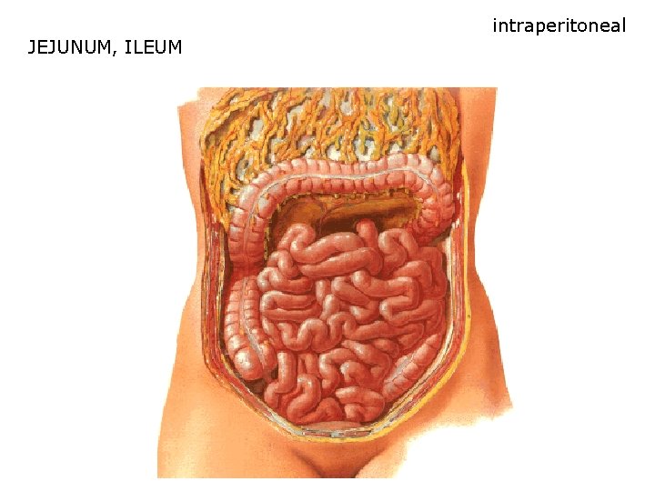 JEJUNUM, ILEUM intraperitoneal 