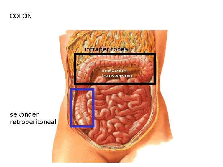 COLON intraperitoneal mesocolon transversum sekonder retroperitoneal 