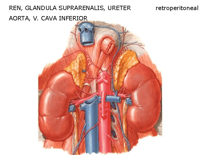 REN, GLANDULA SUPRARENALIS, URETER AORTA, V. CAVA INFERIOR retroperitoneal 