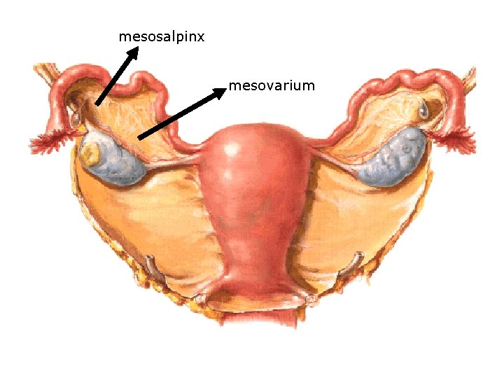 mesosalpinx mesovarium 