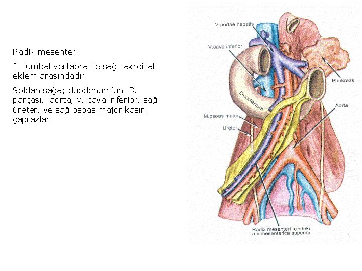 Radix mesenteri 2. lumbal vertabra ile sağ sakroiliak eklem arasındadır. Soldan sağa; duodenum’un 3.