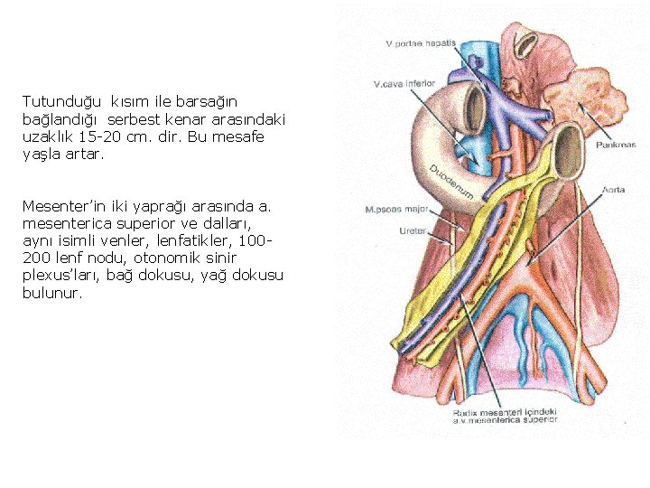 Tutunduğu kısım ile barsağın bağlandığı serbest kenar arasındaki uzaklık 15 -20 cm. dir. Bu Tutunduğu kısım ile barsağın bağlandığı serbest kenar arasındaki uzaklık 15 -20 cm. dir. Bu