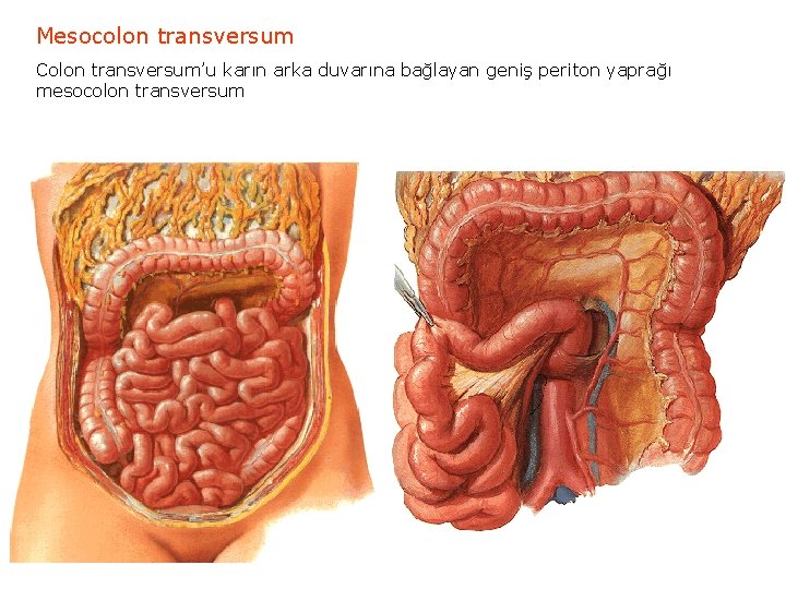 Mesocolon transversum Colon transversum’u karın arka duvarına bağlayan geniş periton yaprağı mesocolon transversum 