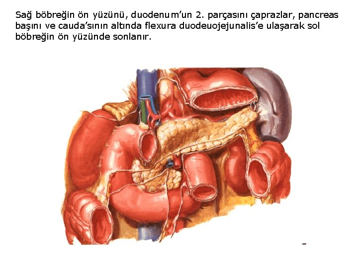 Sağ böbreğin ön yüzünü, duodenum’un 2. parçasını çaprazlar, pancreas başını ve cauda’sının altında flexura