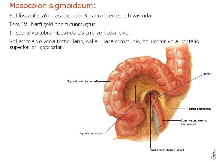 Mesocolon sigmoideum: Sol fossa iliaca’nın aşağısında 3. sacral vertebra hizasında Ters “V” harfi şeklinde