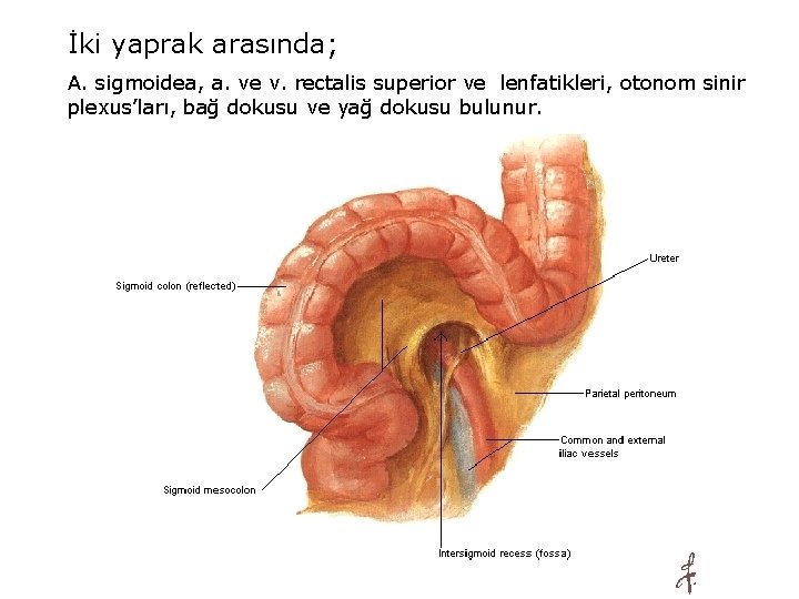 İki yaprak arasında; A. sigmoidea, a. ve v. rectalis superior ve lenfatikleri, otonom sinir