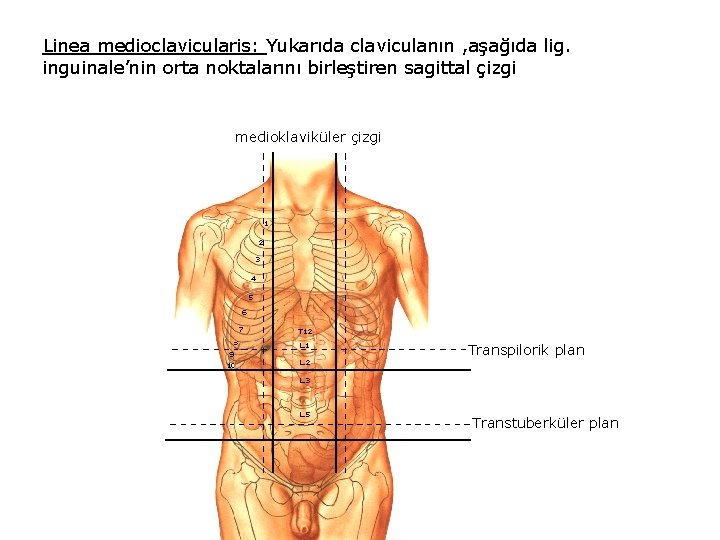 Linea medioclavicularis: Yukarıda claviculanın , aşağıda lig. inguinale’nin orta noktalarını birleştiren sagittal çizgi medioklaviküler