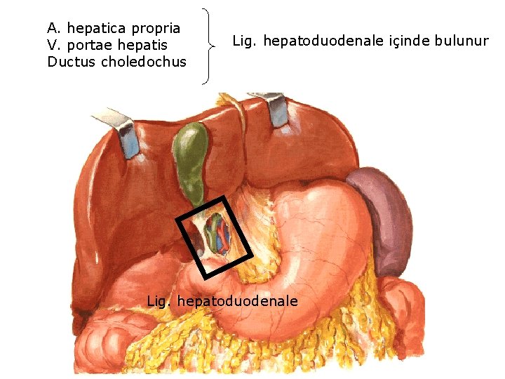 A. hepatica propria V. portae hepatis Ductus choledochus Lig. hepatoduodenale içinde bulunur Lig. hepatoduodenale