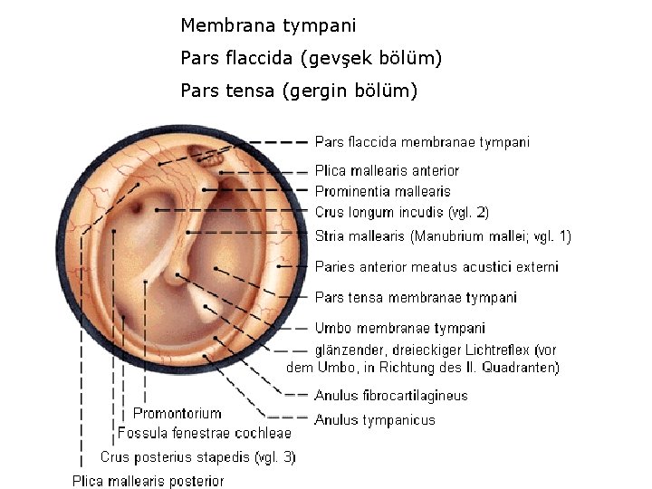 Membrana tympani Pars flaccida (gevşek bölüm) Pars tensa (gergin bölüm) 