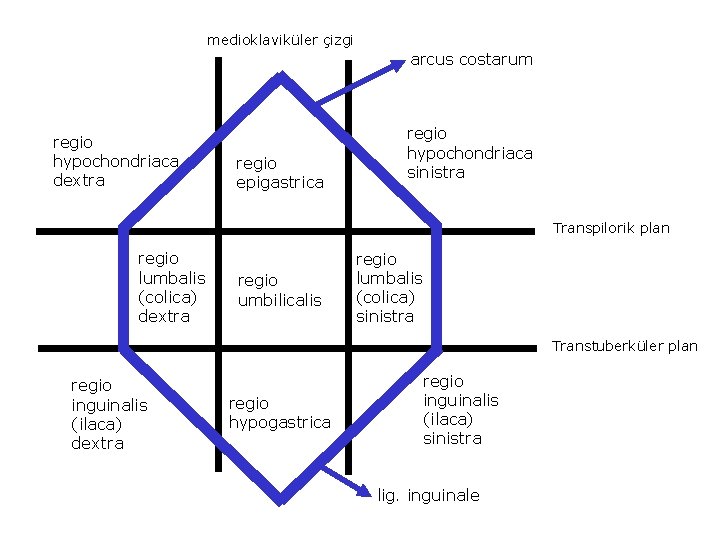 medioklaviküler çizgi arcus costarum regio hypochondriaca dextra regio epigastrica regio hypochondriaca sinistra Transpilorik plan