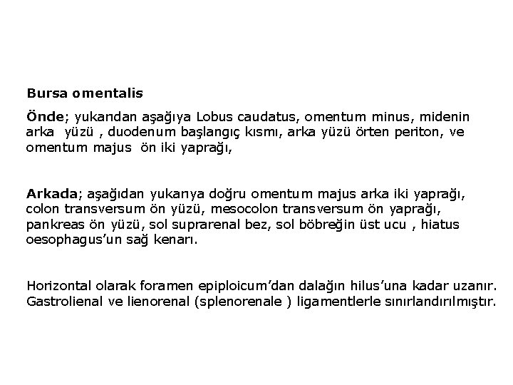 Bursa omentalis Önde; yukarıdan aşağıya Lobus caudatus, omentum minus, midenin arka yüzü , duodenum Bursa omentalis Önde; yukarıdan aşağıya Lobus caudatus, omentum minus, midenin arka yüzü , duodenum