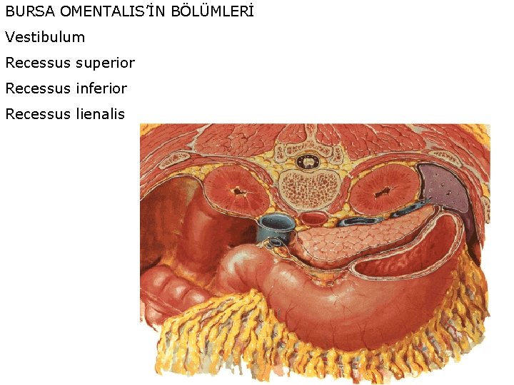 BURSA OMENTALIS’İN BÖLÜMLERİ Vestibulum Recessus superior Recessus inferior Recessus lienalis 