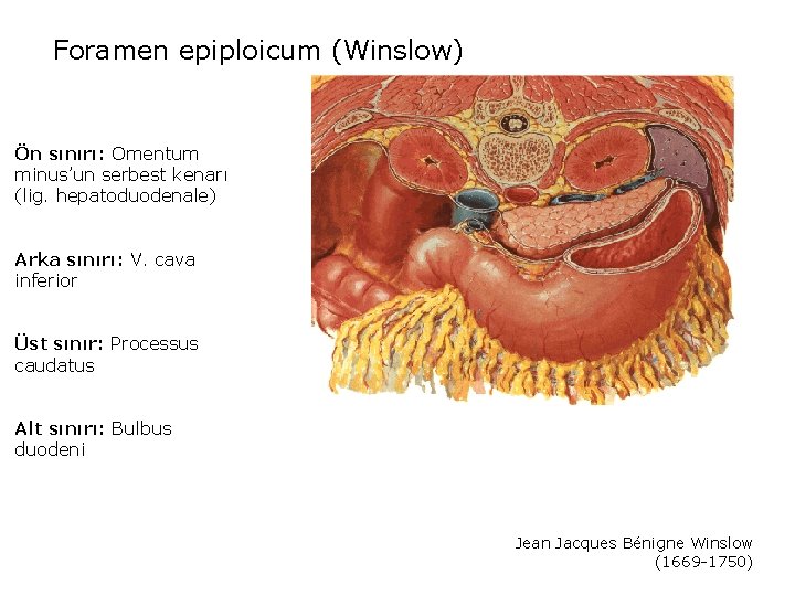 Foramen epiploicum (Winslow) Ön sınırı: Omentum minus’un serbest kenarı (lig. hepatoduodenale) Arka sınırı: V.