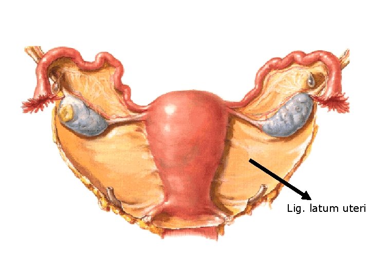 Lig. latum uteri 