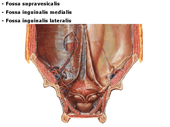 - Fossa supravesicalis - Fossa inguinalis medialis - Fossa inguinalis lateralis 