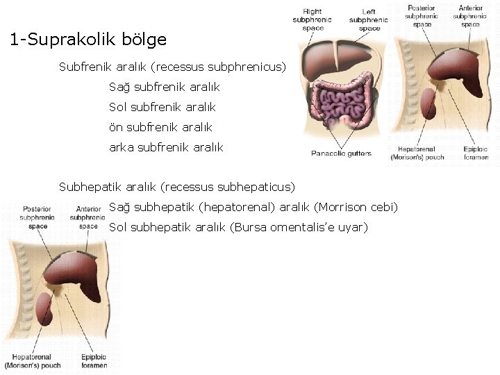 1 -Suprakolik bölge Subfrenik aralık (recessus subphrenicus) Sağ subfrenik aralık Sol subfrenik aralık ön