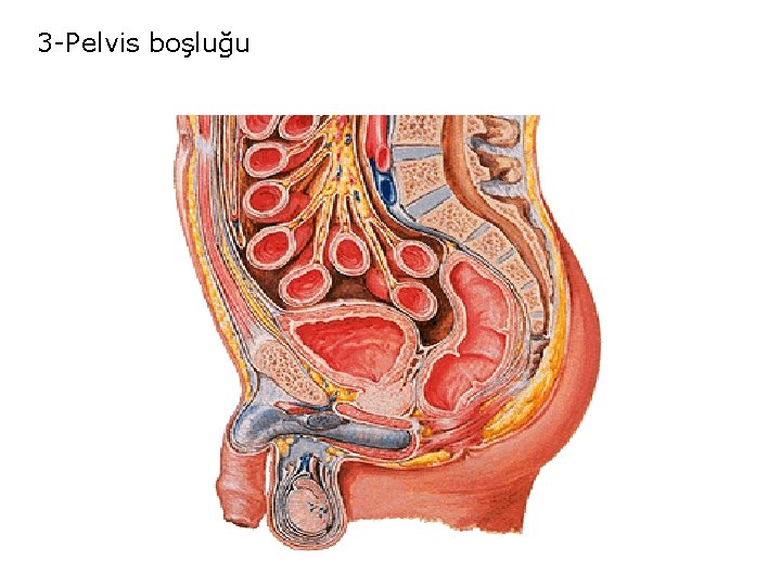 3 -Pelvis boşluğu 