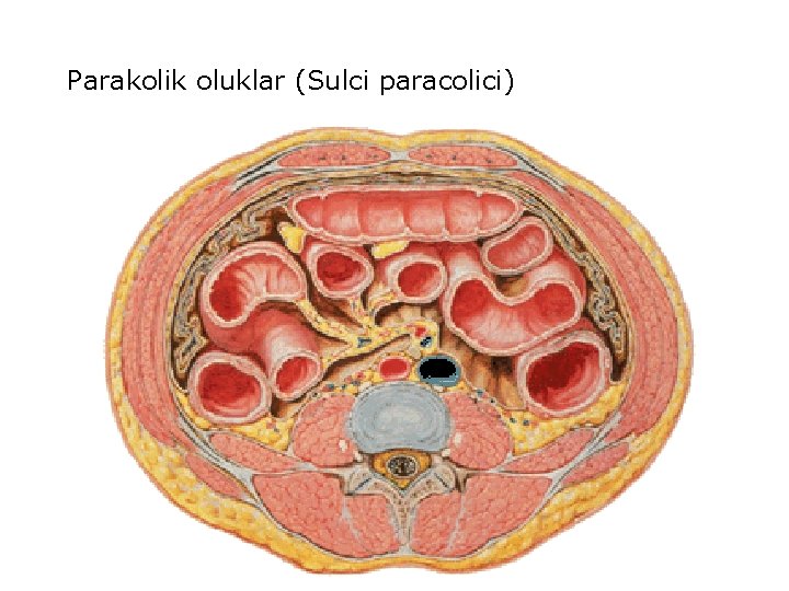 Parakolik oluklar (Sulci paracolici) 