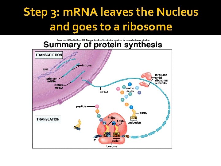 Step 3: m. RNA leaves the Nucleus and goes to a ribosome 