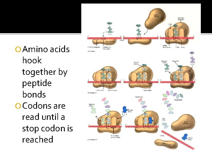  Amino acids hook together by peptide bonds Codons are read until a stop