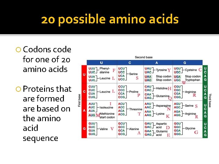 20 possible amino acids Codons code for one of 20 amino acids Proteins that