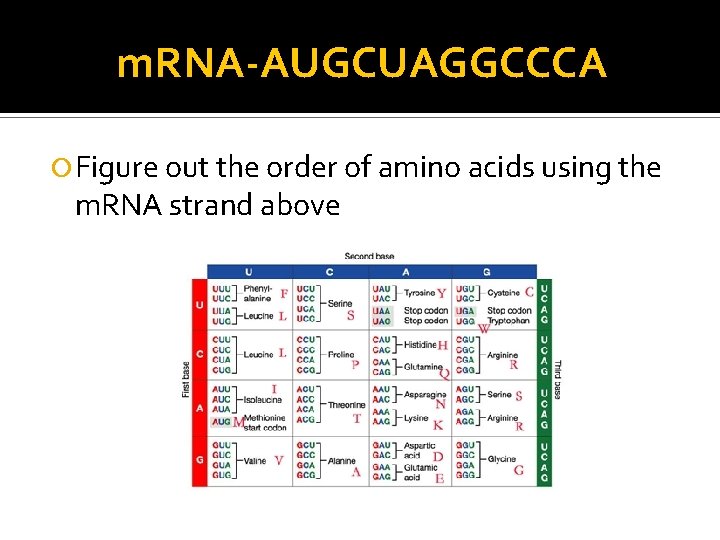 m. RNA-AUGCUAGGCCCA Figure out the order of amino acids using the m. RNA strand