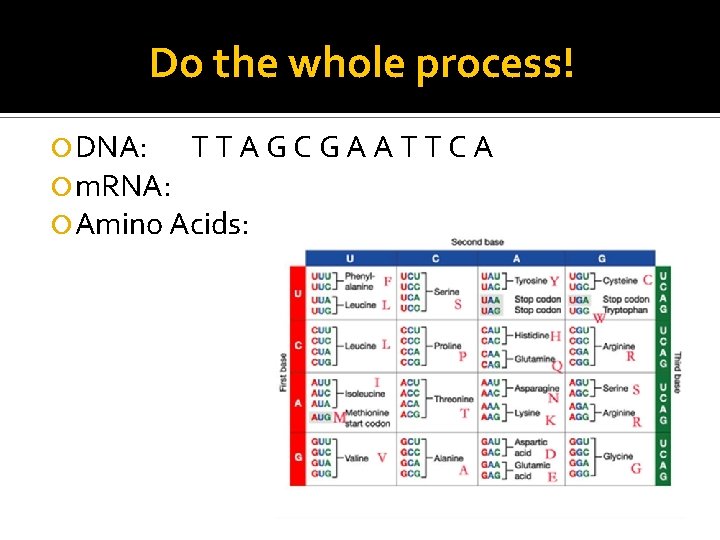 Do the whole process! DNA: TTAGCGAATTCA m. RNA: Amino Acids: 