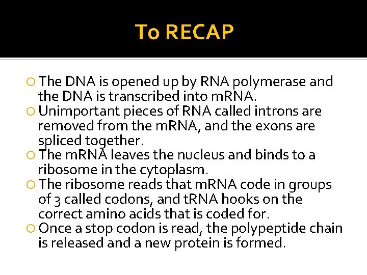 To RECAP The DNA is opened up by RNA polymerase and the DNA is