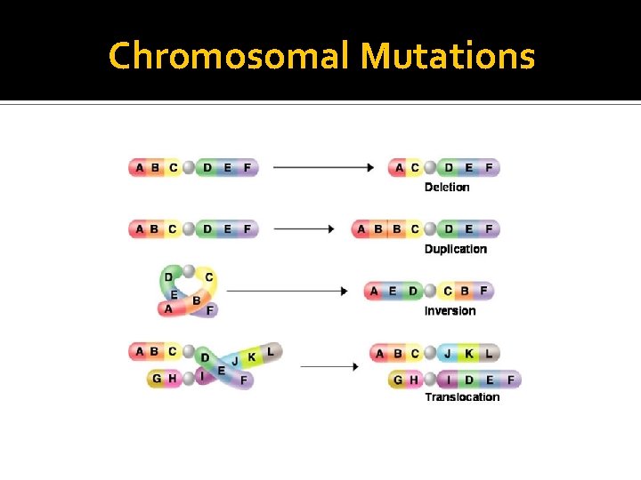 Chromosomal Mutations 