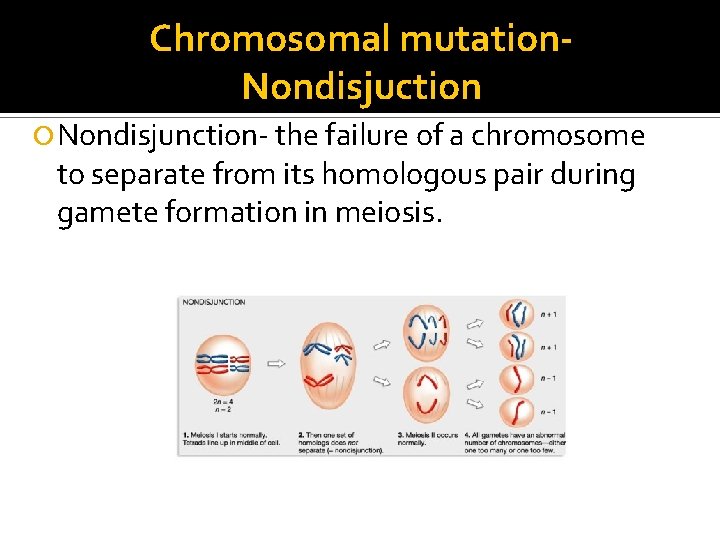 Chromosomal mutation. Nondisjuction Nondisjunction- the failure of a chromosome to separate from its homologous