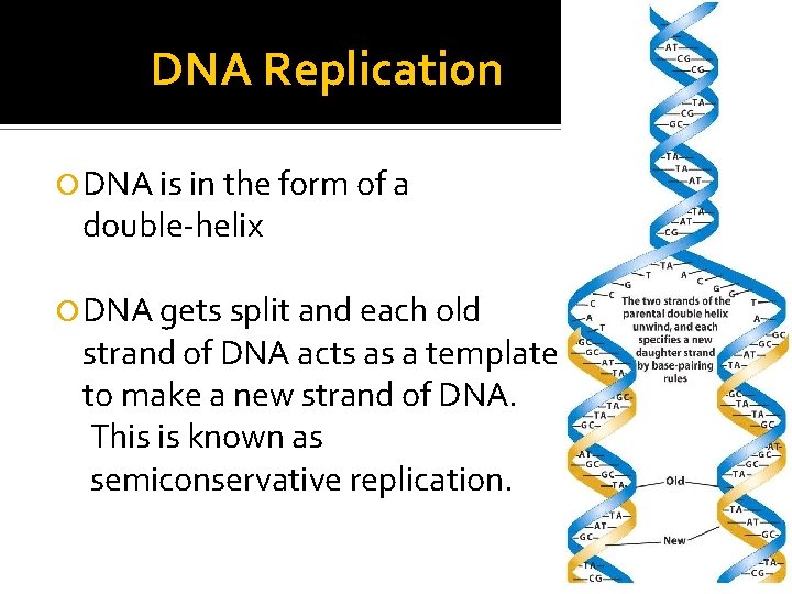 DNA Replication DNA is in the form of a double-helix DNA gets split and
