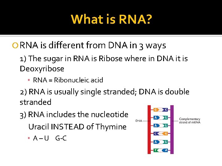 What is RNA? RNA is different from DNA in 3 ways 1) The sugar