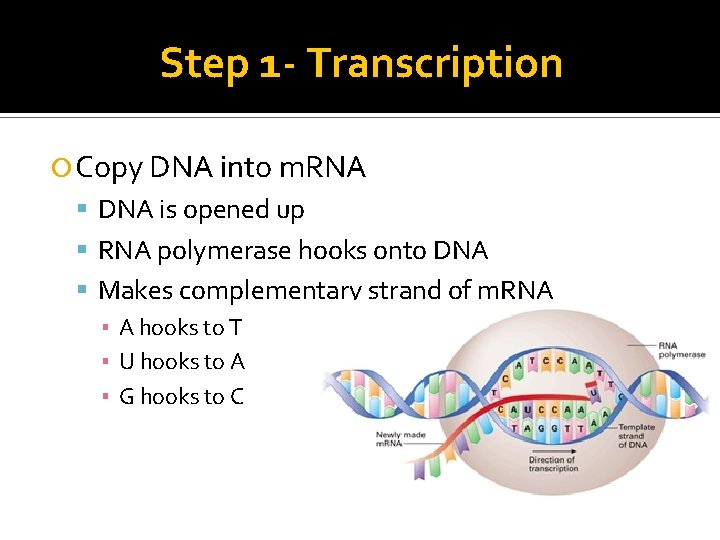 Step 1 - Transcription Copy DNA into m. RNA DNA is opened up RNA