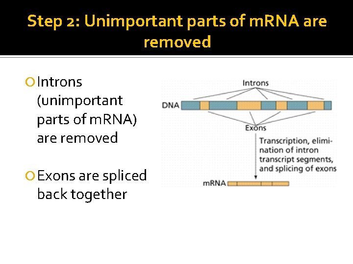 Step 2: Unimportant parts of m. RNA are removed Introns (unimportant parts of m.
