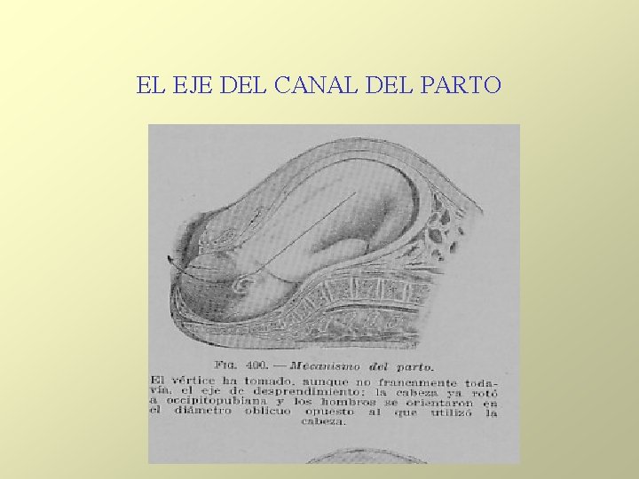 EL EJE DEL CANAL DEL PARTO EL EJE DEL CANAL DEL PARTO