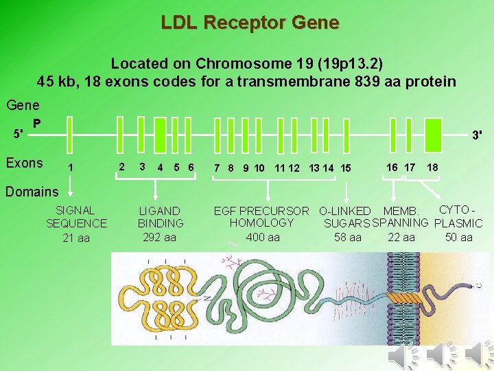 LDL Receptor Gene Located on Chromosome 19 (19 p 13. 2) 45 kb, 18