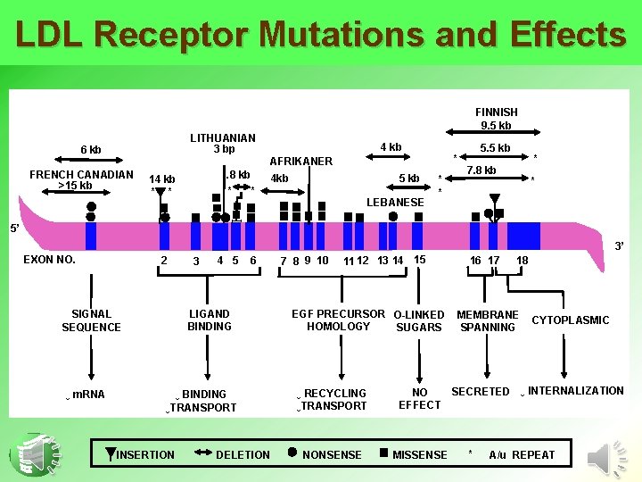 LDL Receptor Mutations and Effects FINNISH 9. 5 kb LITHUANIAN 3 bp 6 kb