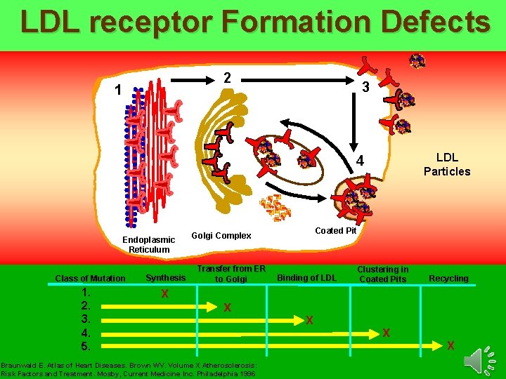 LDL receptor Formation Defects 2 1 3 LDL Particles 4 Endoplasmic Reticulum Class of