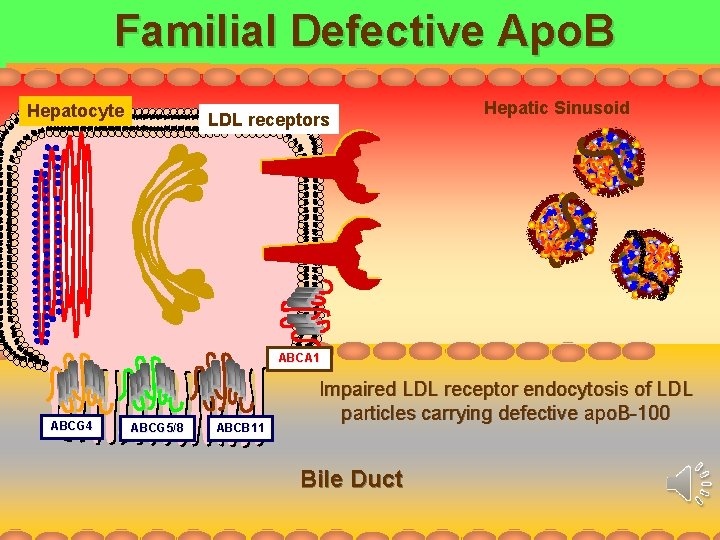Familial Defective Apo. B Hepatocyte LDL receptors Hepatic Sinusoid ABCA 1 ABCG 4 ABCG