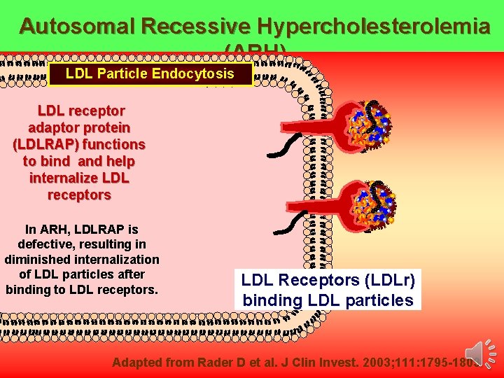 Autosomal Recessive Hypercholesterolemia (ARH) LDL Particle Endocytosis LDL receptor adaptor protein (LDLRAP) functions to