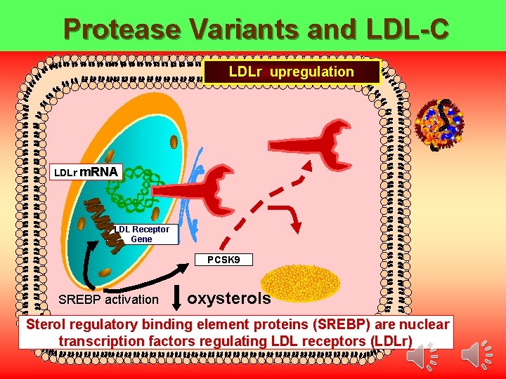 Protease Variants and LDL-C LDLr upregulation LDLr m. RNA LDL Receptor Gene PCSK 9