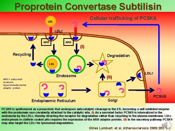 Proprotein Convertase Subtilisin Kexin type 9 Cellular trafficking of PCSK 9. LDLr ARH (I)