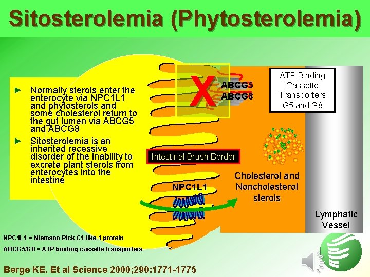 Sitosterolemia (Phytosterolemia) ► Normally sterols enter the enterocyte via NPC 1 L 1 and