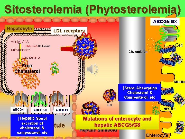 Sitosterolemia (Phytosterolemia) ABCG 5/G 8 Hepatocyte LDL receptors Acetyl-Co. A Gut HMG-Co. A Reductase