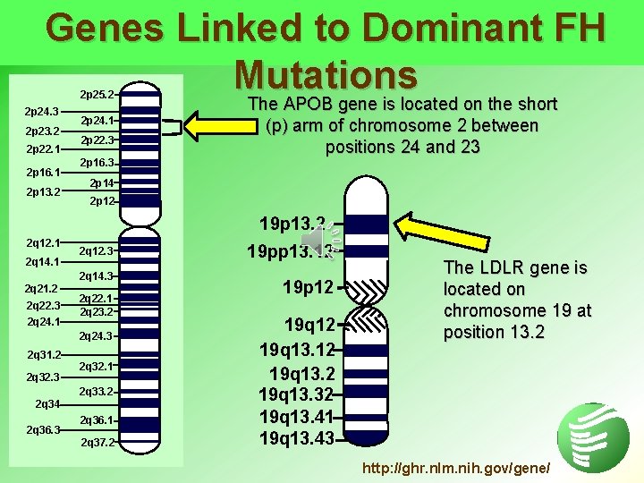 Genes Linked to Dominant FH Mutations The APOB gene is located on the short