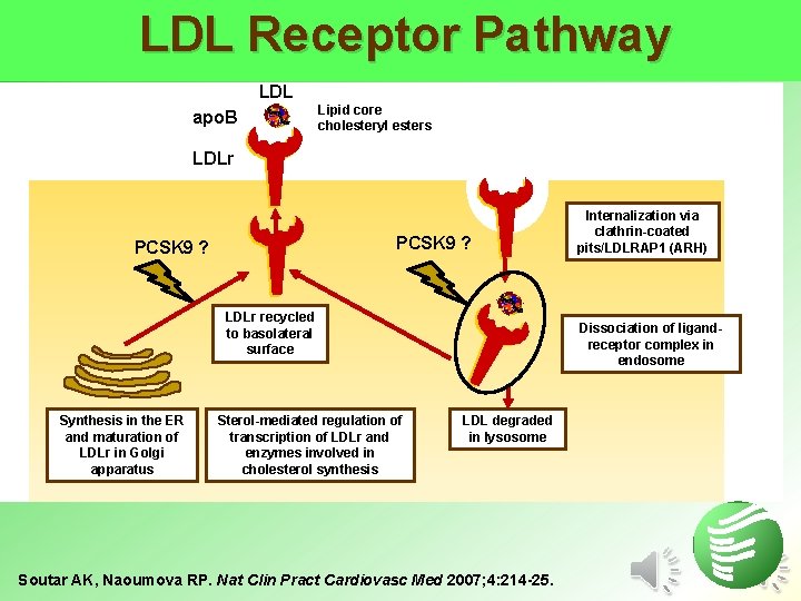 LDL Receptor Pathway LDL apo. B Lipid core cholesteryl esters LDLr PCSK 9 ?