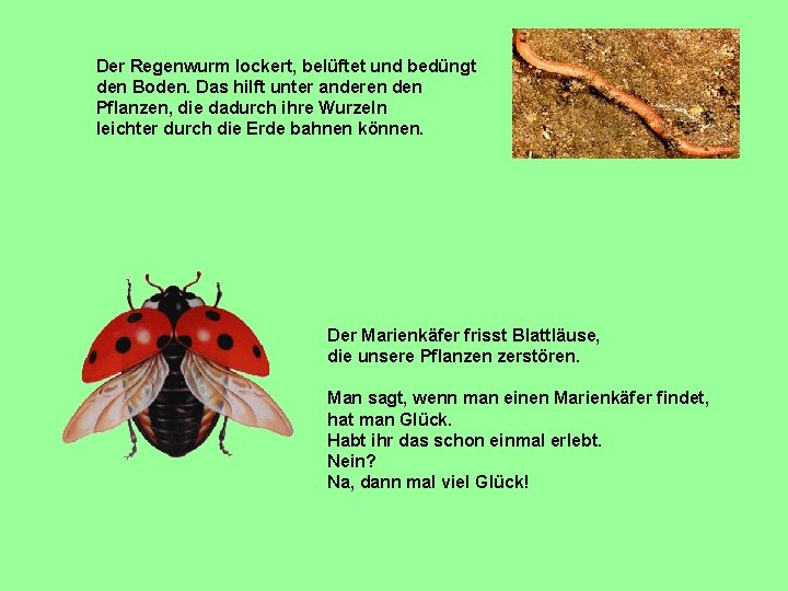 Der Regenwurm lockert, belüftet und bedüngt den Boden. Das hilft unter anderen den Pflanzen,