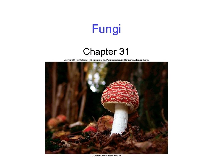 Fungi Chapter 31 