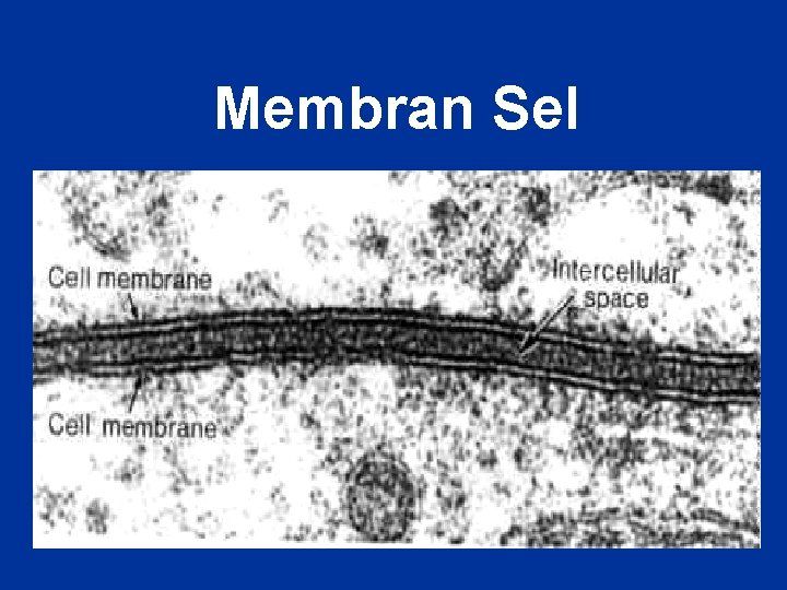 Membran Sel 